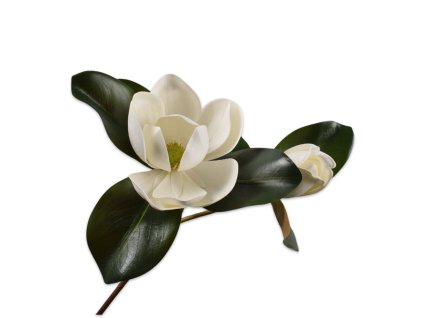 Magnólia biela 68cm