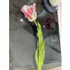 Tulipán bielo-ružový 50cm
